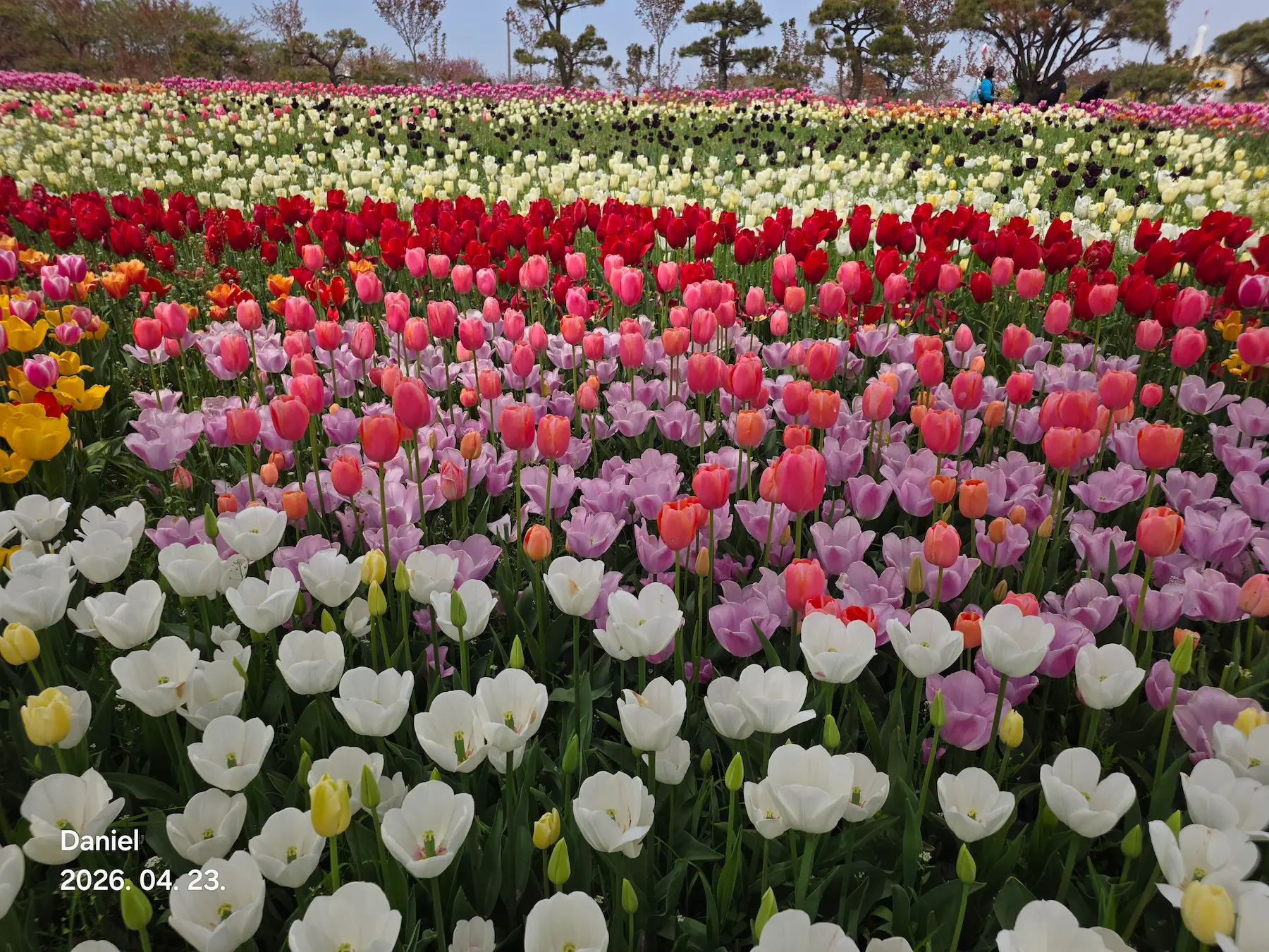 Taean Tulip Festival 2026: Stunning Blooms, Insider Tips & Visit Guide