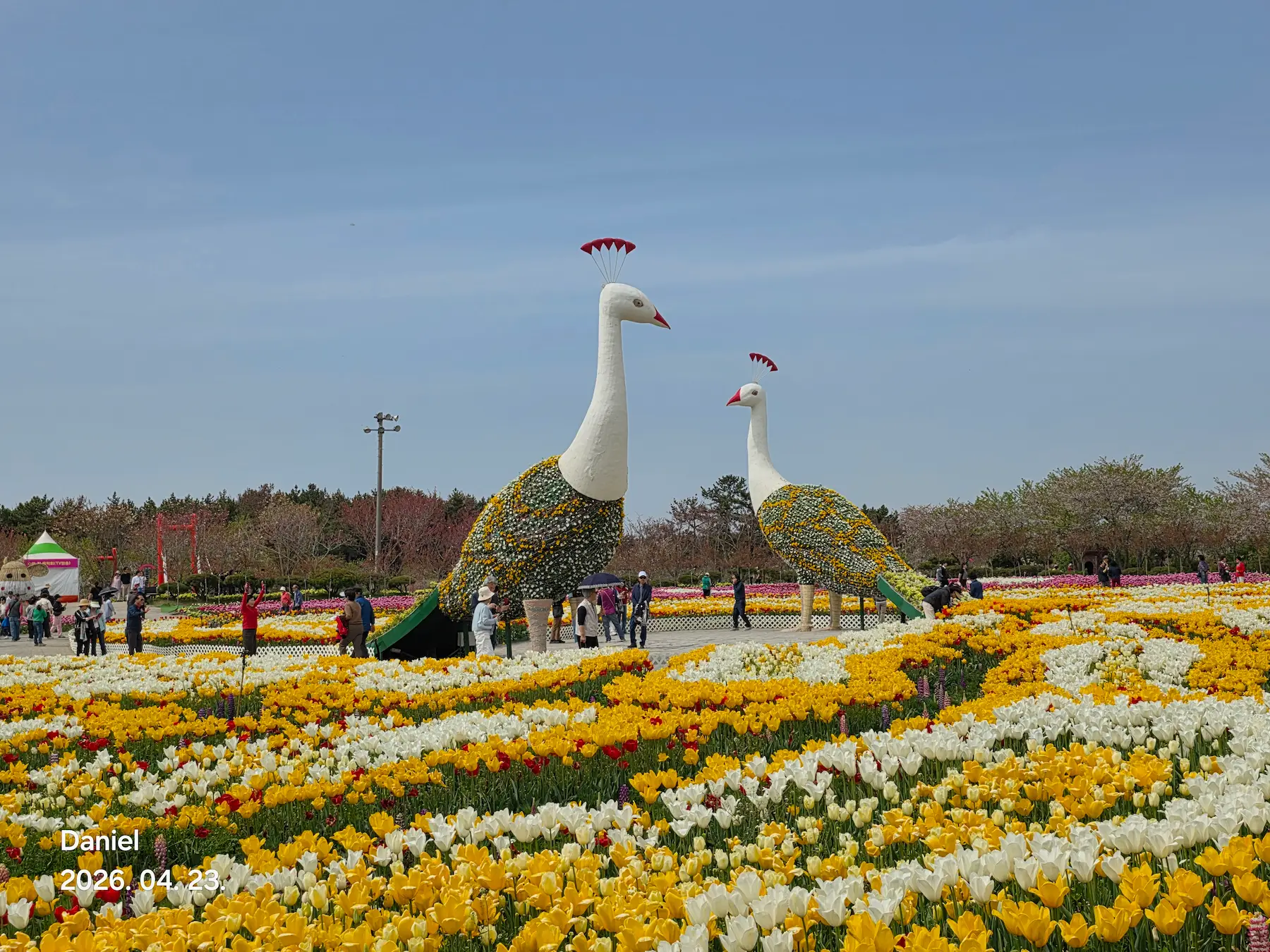 Taean Tulip Festival 2026: Stunning Blooms, Insider Tips & Visit Guide