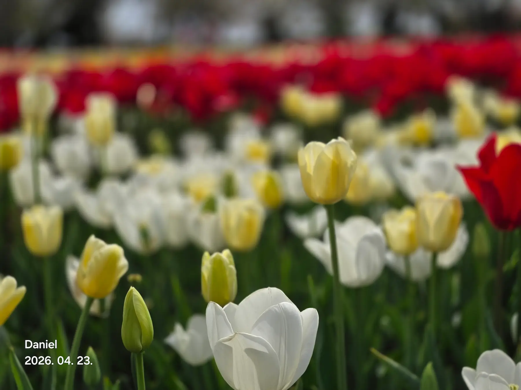 Taean Tulip Festival 2026: Stunning Blooms, Insider Tips & Visit Guide