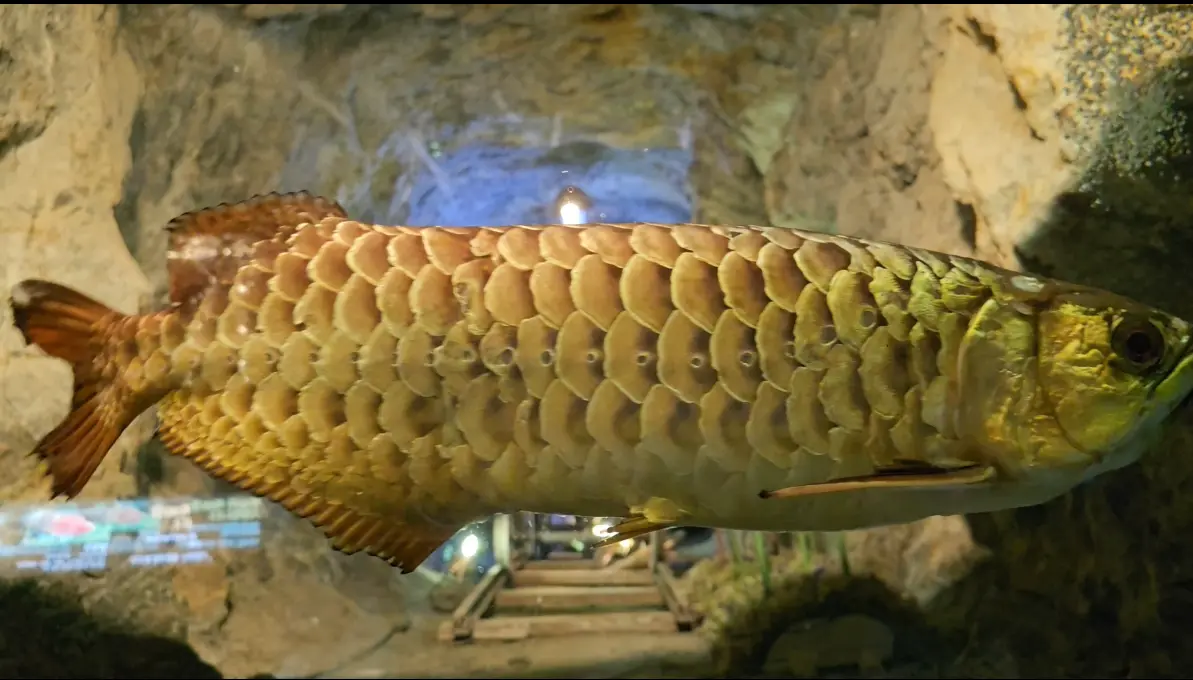 Gwangmyeong Cave: The Best Seoul Day Trip for History & Fantasy Lovers