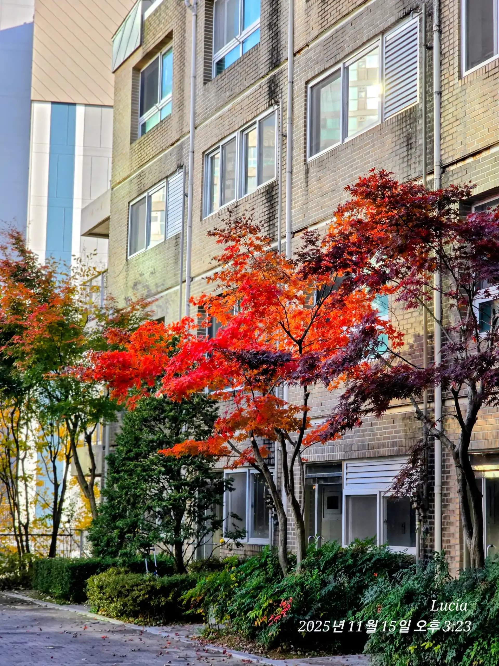 Korean Apartment Life